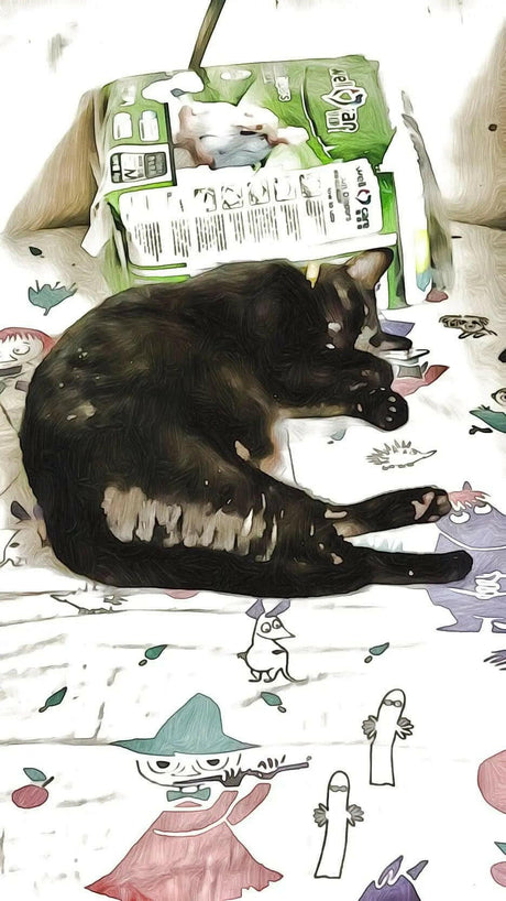 Taihopai bonus-鵪鶉仔.