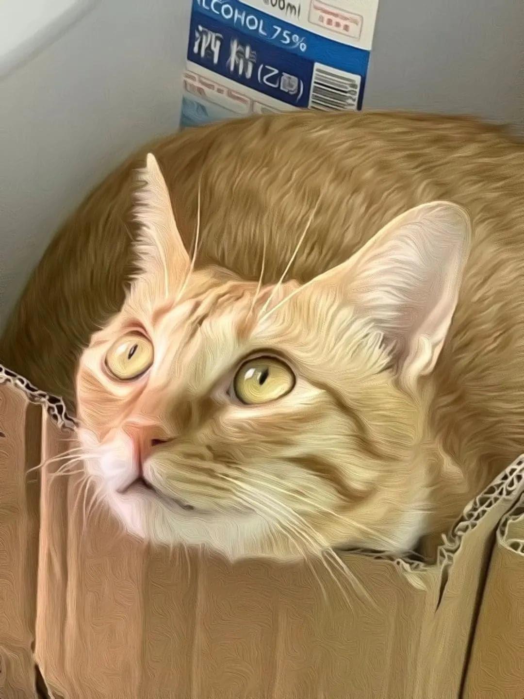 Taihopai bonus-金仔.